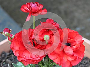 Red Buttercup Flower - Ranunculus