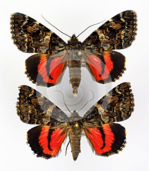 Red butterflies isolated on white. Moth Catocala conjuncta macro. Noctuidae, lepidoptera,