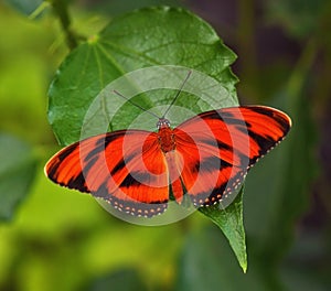 Red butterfly