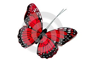 Red butterfly photo