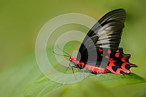 Red butterfly Beautiful black and red poison butterfly, Antrophaneura semperi, in the nature green forest habitat, Malaysia, Phili