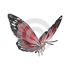 Red butterfly with detailed wings isolated on white background. Watercolor hand drawn realistic llustration for design