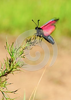The red butterfly in flight over a grass