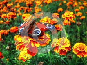 Red Butterfly Inachis io at beautiful flower tagete