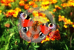 Red Butterfly Inachis io at beautiful flower tagete top view photo