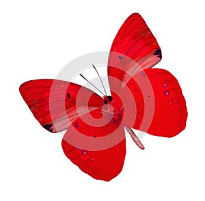 Red butterfly isolated on white background yellow orange tip butterfly