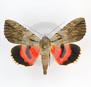 Red butterfly isolated on white. Moth Catocala optata close up, noctuidae