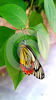 red butterfly on leaves