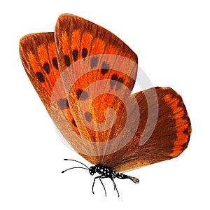 Tropical red butterfly with legs and antennae. isolated on white background