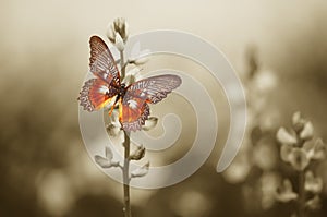 A red butterfly on the moody field