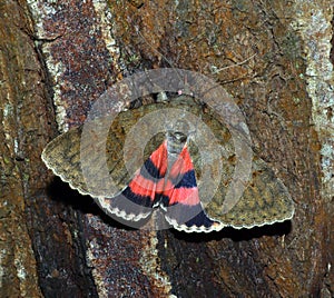 Red butterfly moth Catocala oberthuri feeds on tree sap close-up in nature, mimicry, noctuidae, entomology