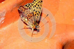 Red butterfly on orange background