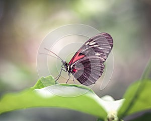 Red Butterfly Posing on Leaf with Blurry Background