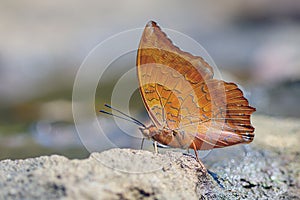 Red butterfly (Tawny Rajah, Charaxes bernardus)