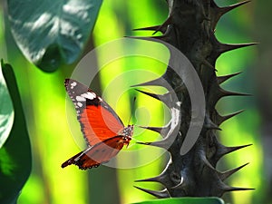 Red butterfly on thorn cactus