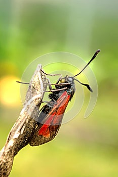 Red butterfly on top of wood.