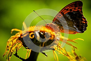 Red butterfly on a yellow wild flower on a green natural background close-up