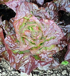 Red Butterhead Lettuce in the Ground