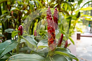 Red Button Ginger costus or spiral gingers Flowers