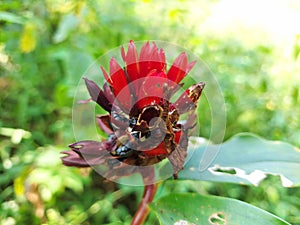 red button ginger flower also known as Costus Woodsonii, Scarlet Spiral Flag,