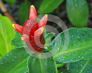 Red Button Ginger flower in bloom