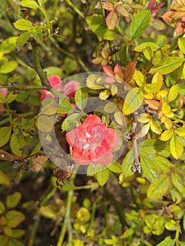 Red Button Rose flower