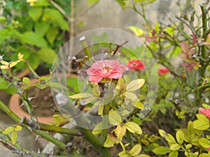 Red Button Rose flower