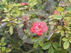 Red button rose flower