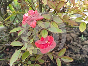 Red Button Rose flower