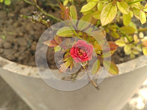 Red Button Rose flower