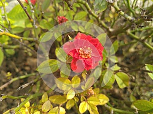 Red Button Rose flower