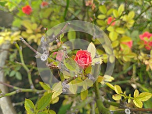 Red Button Rose flower