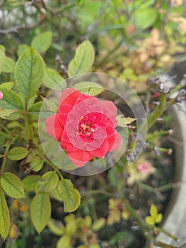 Red button rose flower