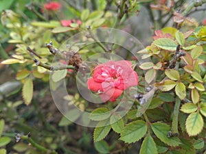 Red button rose flower