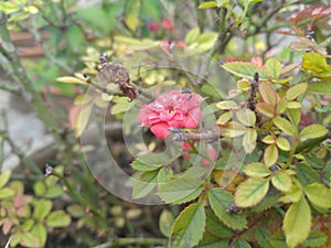Red Button Rose flower