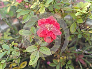 Red Button Rose flower