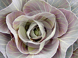 Red Cabbage