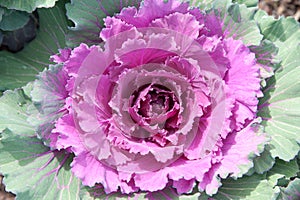 Red Cabbage