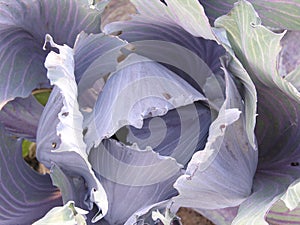 Red cabbage