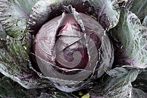 Red cabbage