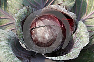 Red cabbage background