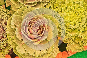 Red Cabbage