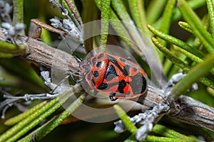Red Cabbage Bug, Eurydema Ornata