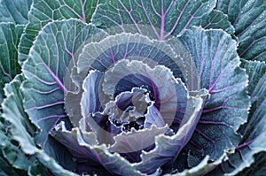 Red cabbage close up with dew blooming splay old age background , Brassica oleraceae var. rubra