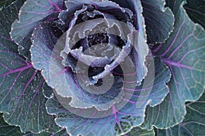 Red cabbage close up with dew blooming splay old age background , Brassica oleraceae var. rubra