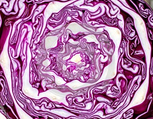 Red cabbage cross section with organic layered structure. Generated using AI.