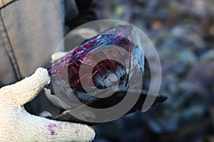 A red cabbage is cut in half in the hands of an agronomist. Cabbage head cabbage in hands. Vegetable crops. Agricultural work.