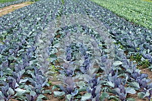 red cabbage fiel with. young plants