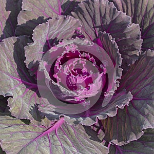 Red cabbage grows in the garden. leaves heartwood purple pink leaf cabbage close-up background texture