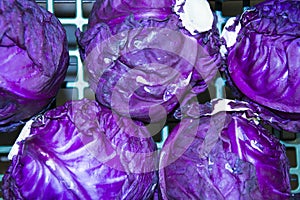 Red cabbage has bluish-purple leaves with a purple tinge, with an increased content of anthocyanins photo